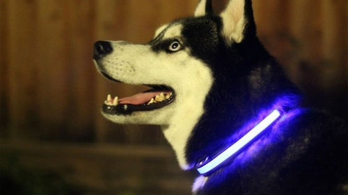 Svítící LED obojek pro psy